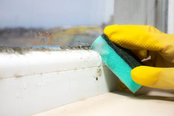 Best Mold Remediation for Specific Building Types in Barboursville, WV